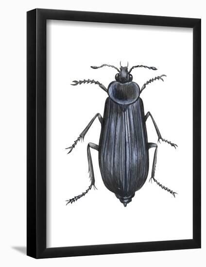 Carrion Beetle (Silpha Ramosa), Insects-Encyclopaedia Britannica-Framed Poster