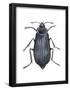 Carrion Beetle (Silpha Ramosa), Insects-Encyclopaedia Britannica-Framed Poster