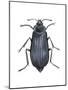 Carrion Beetle (Silpha Ramosa), Insects-Encyclopaedia Britannica-Mounted Poster