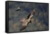 Carrion crow (Corvus corone corone) mobbing Lammergeier (Gypaetus barbatus) Spain-Markus Varesvuo-Framed Stretched Canvas