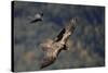 Carrion crow (Corvus corone corone) mobbing Lammergeier (Gypaetus barbatus) Spain-Markus Varesvuo-Stretched Canvas