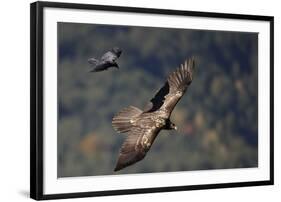 Carrion crow (Corvus corone corone) mobbing Lammergeier (Gypaetus barbatus) Spain-Markus Varesvuo-Framed Photographic Print