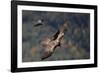 Carrion crow (Corvus corone corone) mobbing Lammergeier (Gypaetus barbatus) Spain-Markus Varesvuo-Framed Photographic Print