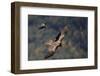 Carrion crow (Corvus corone corone) mobbing Lammergeier (Gypaetus barbatus) Spain-Markus Varesvuo-Framed Photographic Print