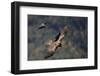 Carrion crow (Corvus corone corone) mobbing Lammergeier (Gypaetus barbatus) Spain-Markus Varesvuo-Framed Photographic Print