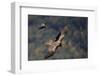 Carrion crow (Corvus corone corone) mobbing Lammergeier (Gypaetus barbatus) Spain-Markus Varesvuo-Framed Photographic Print