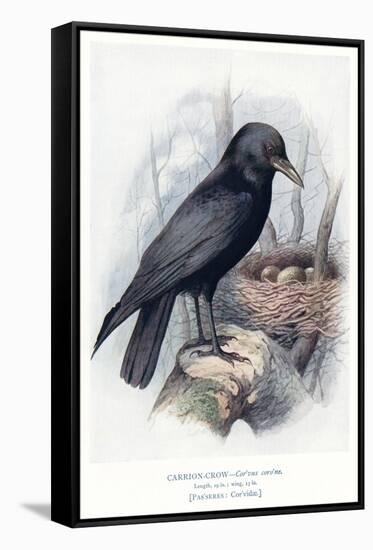 Carrion Crow with Nest-null-Framed Stretched Canvas