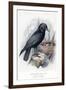 Carrion Crow with Nest-null-Framed Art Print