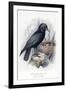 Carrion Crow with Nest-null-Framed Art Print