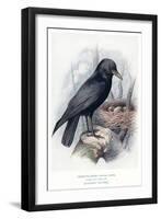 Carrion Crow with Nest-null-Framed Art Print