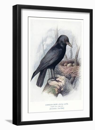 Carrion Crow with Nest-null-Framed Art Print