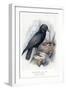 Carrion Crow with Nest-null-Framed Art Print