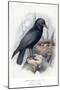 Carrion Crow with Nest-null-Mounted Art Print