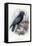 Carrion Crow with Nest-null-Framed Stretched Canvas