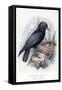 Carrion Crow with Nest-null-Framed Stretched Canvas