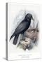 Carrion Crow with Nest-null-Stretched Canvas