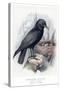 Carrion Crow with Nest-null-Stretched Canvas