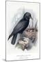 Carrion Crow with Nest-null-Mounted Art Print