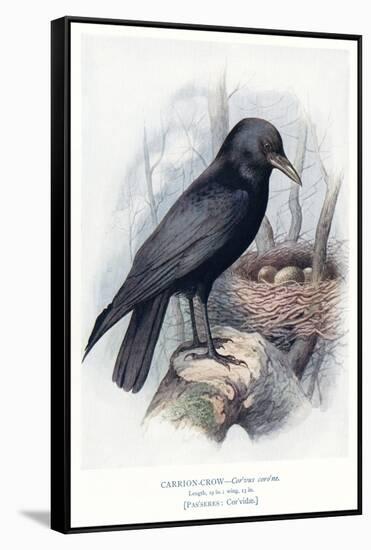 Carrion Crow with Nest-null-Framed Stretched Canvas