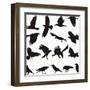 Carrion Crow-Gepard-Framed Art Print