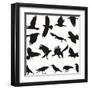 Carrion Crow-Gepard-Framed Art Print