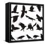 Carrion Crow-Gepard-Framed Stretched Canvas