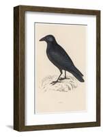 Carrion Crow-Reverend Francis O. Morris-Framed Photographic Print