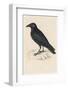 Carrion Crow-Reverend Francis O. Morris-Framed Photographic Print