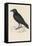 Carrion Crow-Reverend Francis O. Morris-Framed Stretched Canvas