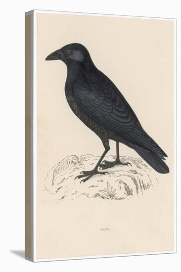 Carrion Crow-Reverend Francis O. Morris-Stretched Canvas