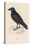 Carrion Crow-Reverend Francis O. Morris-Stretched Canvas