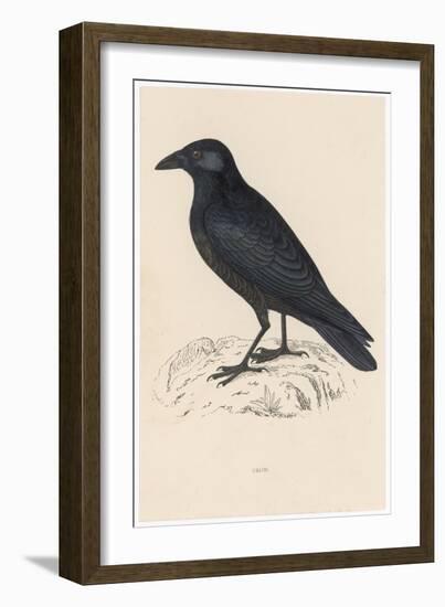 Carrion Crow-Reverend Francis O. Morris-Framed Photographic Print