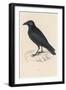 Carrion Crow-Reverend Francis O. Morris-Framed Photographic Print