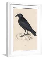 Carrion Crow-Reverend Francis O. Morris-Framed Photographic Print