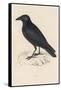 Carrion Crow-Reverend Francis O. Morris-Framed Stretched Canvas