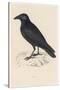 Carrion Crow-Reverend Francis O. Morris-Stretched Canvas