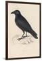 Carrion Crow-Reverend Francis O. Morris-Framed Photographic Print