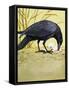 Carrion Crow-null-Framed Stretched Canvas