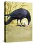 Carrion Crow-null-Stretched Canvas