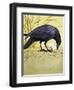 Carrion Crow-null-Framed Giclee Print