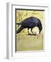 Carrion Crow-null-Framed Giclee Print