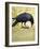 Carrion Crow-null-Framed Giclee Print