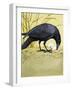 Carrion Crow-null-Framed Giclee Print