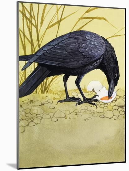 Carrion Crow-null-Mounted Giclee Print