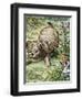 Carroll: Alice, 1865-John Tenniel-Framed Giclee Print