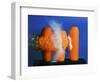 Carrot Catastrophe-Alan Sailer-Framed Photographic Print