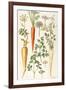 Carrot, Parsnip and Parsley-Elizabeth Rice-Framed Giclee Print