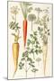 Carrot, Parsnip and Parsley-Elizabeth Rice-Mounted Giclee Print