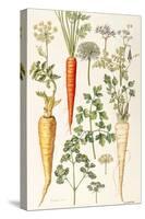 Carrot, Parsnip and Parsley-Elizabeth Rice-Stretched Canvas