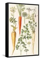 Carrot, Parsnip and Parsley-Elizabeth Rice-Framed Stretched Canvas